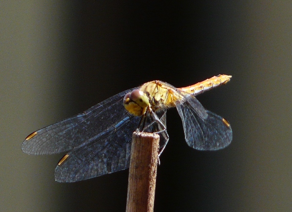 Identificazione libellula